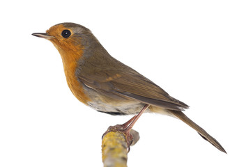 European Robin perched on a branch - Erithacus rubecula - isolat