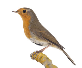 European Robin perched on a branch - Erithacus rubecula - isolat