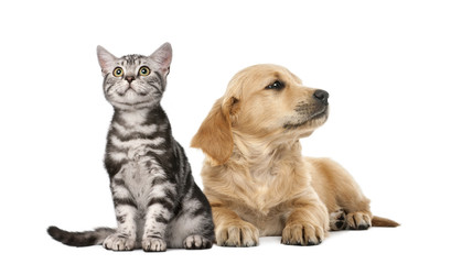 Fototapeta premium Golden retriever puppy lying next to British Shorthair kitten