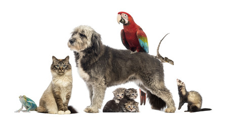 Group of pets - Dog, cat, bird, reptile, rabbit,...