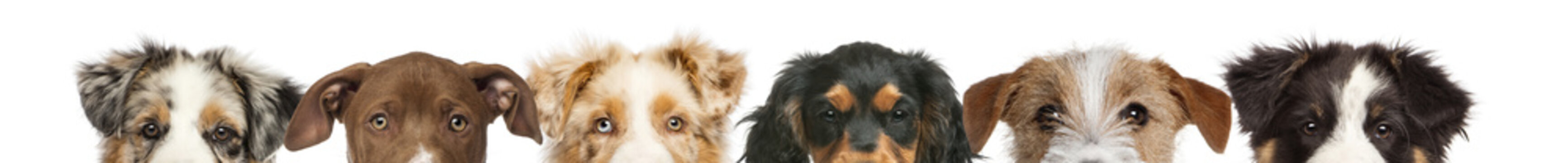 Group Of Cropped View Of Dog Heads Isolated On White