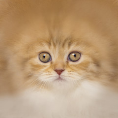Fototapeta premium close-up of a British Shorthair
