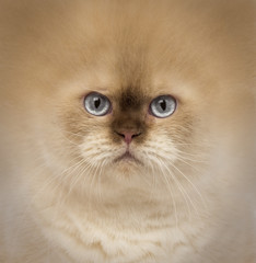 close-up of a British Shorthair
