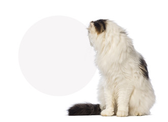 Obraz premium American Curl sitting and looking back at a blank sign