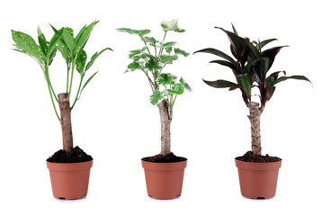 Small trees in pots isolated on white