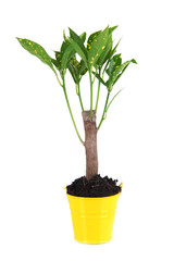 Small tree in bucket isolated on white