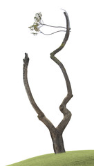 Obraz premium Tree at spring