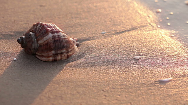 Seashell on the beach. Close-up