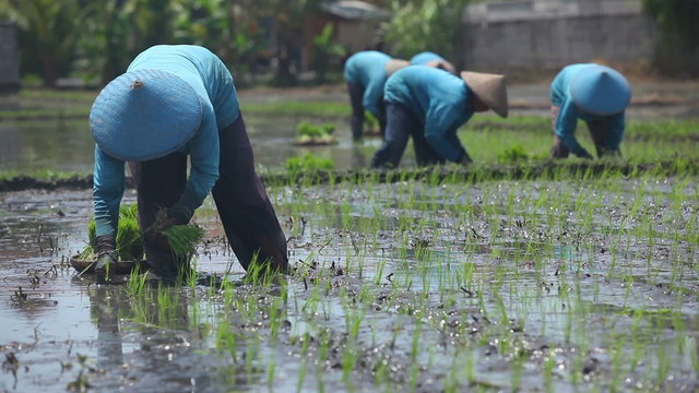 Group of farmer working hard on rice field in Bali