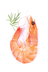 Frisches Scampi