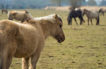 Fototapeta premium Herd of Konik horses in nature in winter