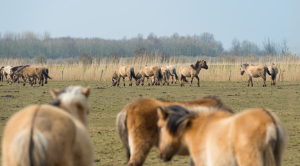Herd of Konik horses in the snow in winter © Naj