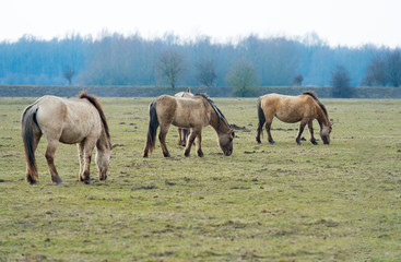 Naklejka na ściany i meble Herd of Konik horses in nature in winter