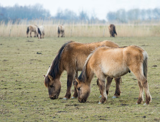 Naklejka na ściany i meble Herd of Konik horses in nature in winter