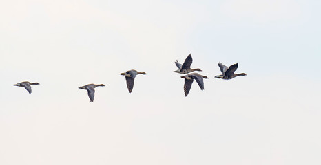 Flock of geese flying in winter