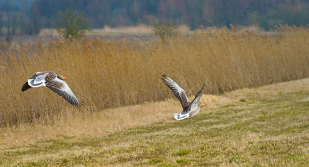 Geese flying over nature in winter