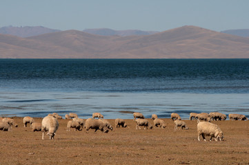 schafe am song kul see in kirgistan