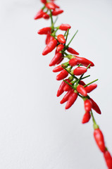 dried chili peppers on a string