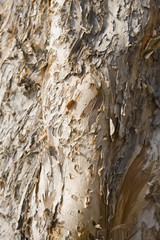 Peeling tree bark