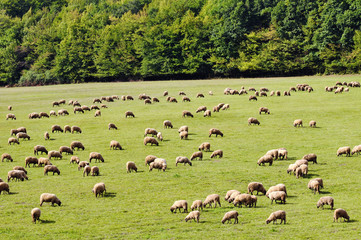 flock of sheep grazes in a meadow
