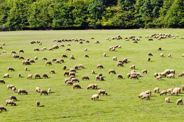 flock of sheep grazes in a meadow