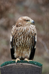 Aquila heliaca, aigle impérial, eastern imperial eagle
