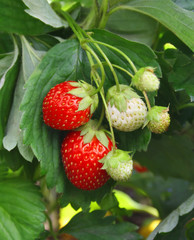 Strawberry bush with red berries and green leaves
