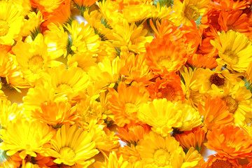 marigold flower