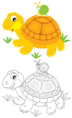 Tortoise and snail