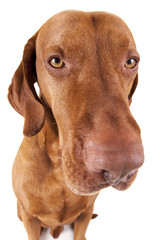 extreme closeup dog portrait