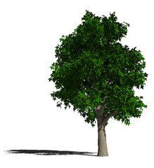 Obraz premium Конский каштан обыкновенный (Aesculus hippocastanum)