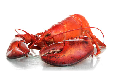 Red lobster isolated on white