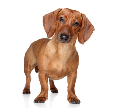 Brown dachshund