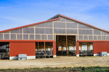 Obraz premium Kuhstall, Boxenlaufstall