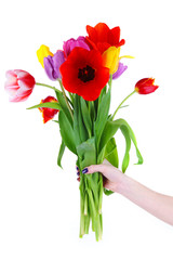 Beautiful tulips in hand isolated on white