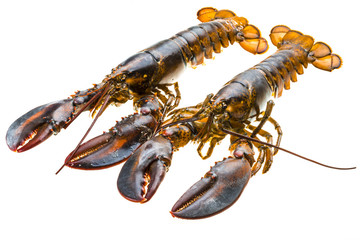 Raw lobster