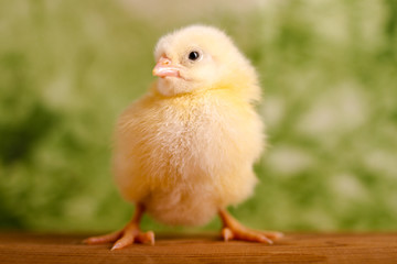 Beautiful little chicken