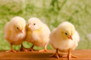 Beautiful little chickens