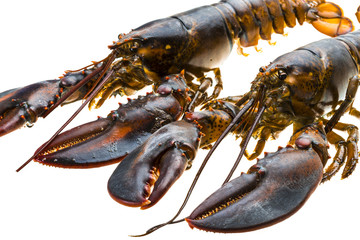 Raw lobster