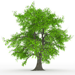 tree isolated