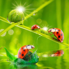 Funny ladybugs. Natural background from grassland.