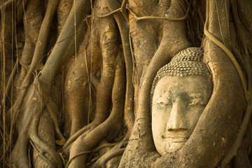 The Head of Buddha in Wat Mahathat, Ayutthaya
