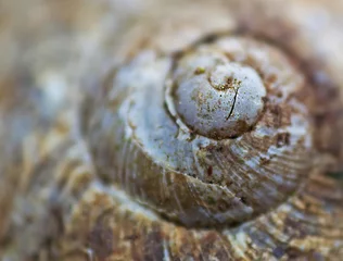 Poster snail © Gabriele Maltinti