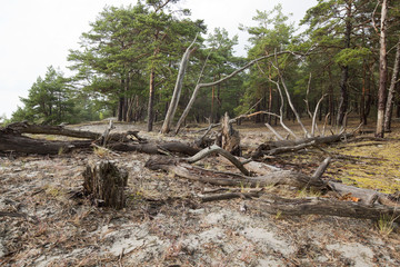 Pine forest with deadwood in Byrums sandvik