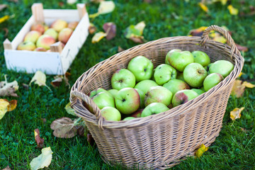 Crop of green apples in basket