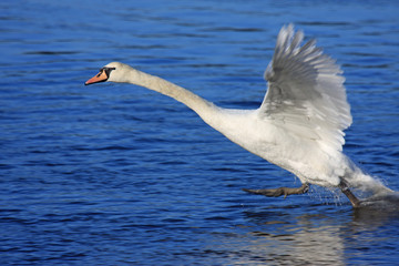 Fototapeta na wymiar swan taking off
