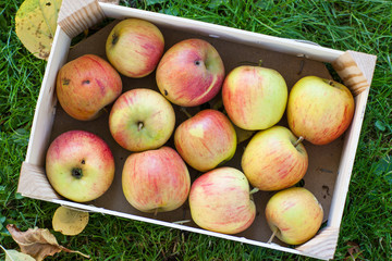 Crop of green apples in basket