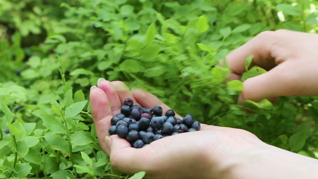 Close-up of woman's hand with blueberries