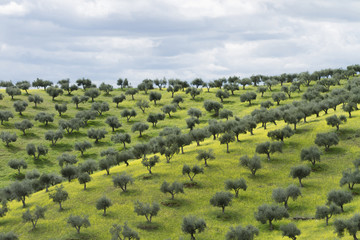 Fototapeta na wymiar olive groves