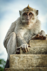 Monkey on the wall